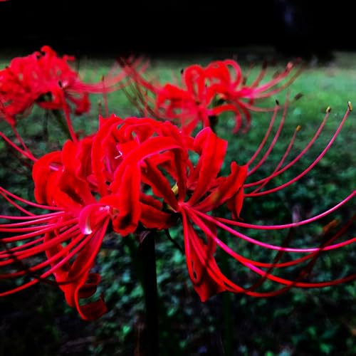 Bulbi Di Lycoris Lycoris è Autosufficiente, Ma Si Consiglia Di Utilizzare Più Lycoris Per Un Raccolto Migliore Resistente Al Freddo,Lycoris Radiata, Resistente Alla Siccità, 6bulbi