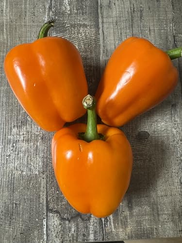 Peperone gigante arancione 10 semi (Riesen Paprika Orange)