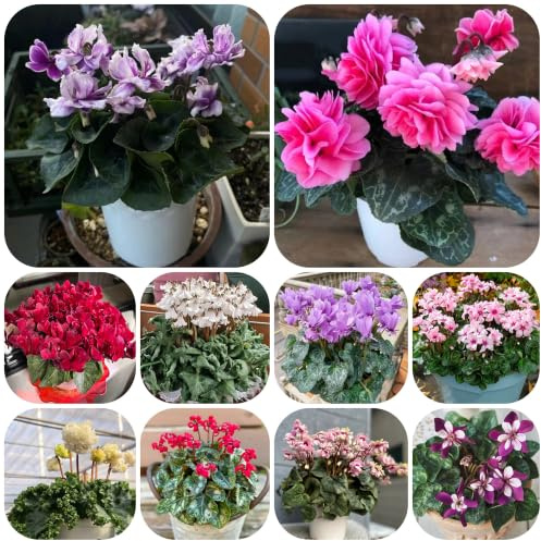 ciclamino balcone recisi per decorazione organica eccellente del 200semi