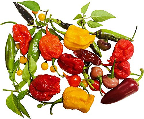 Chili Sortiment L 50 + ☆ 5 Sorten a 10 Samen ☆ -Von Klein nach Riesig über Mild zu Ultrascharf- by Samenchilishop