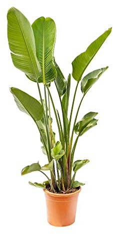 Pianta di STERLIZIA strelitizia UCCELLO DEL PARADISO falso banano h70/90 cm vaso 20 cm AMDGarden