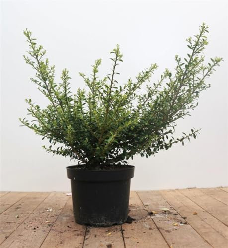 Ilex crenata 'Glorie Gem' 30–40 cm – Winterhart, Immergrün, Pflegeleicht – Japanische Stechpalme – Heckenpflanze für Garten & Sichtschutz