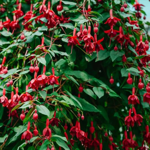 Fuchsiensamen blumendeko wildblumensamen herbstaussaat blumenwiesensaat dachbegrünung schmetterlingsflieder blumensaat balkonpflanzen frühling sommerblumen dekopflanzen frühlingsblumen 100samen
