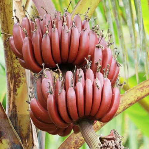 bananenbaum - bananen exotische winterfeste balkon bananensamen bonsai balkonpflanzen säulenobst zimmerpflanzen für sonnige plätze obstbäume bonsai spalierobst winterharte 80samen