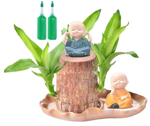 Brazilian Lucky Wood, Brazil Lucky Wood, Brazilian Wood Decor, Plantas purificadoras de aire para interiores, pequeña planta brasileña de la suerte con 2 estatuas de monje, madera purificadora de aire