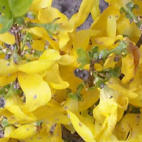 3 x Forsythia Intermedia 'Week End' - Forsythie 'Week end' 50-60 cm im Container -Frühlingshafte Pracht