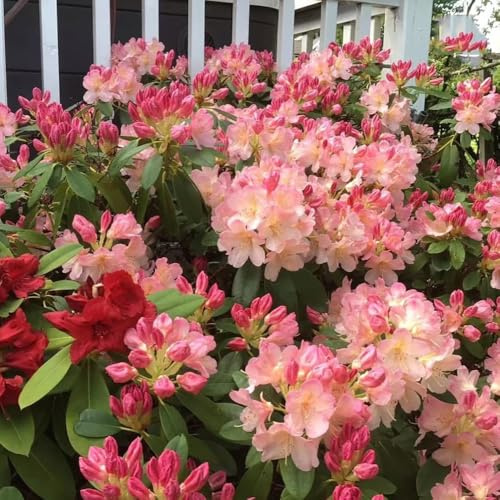 AzaleeSamen, seltene wildblumensamen Rhododendron, balkonpflanzen winterharte für balkon winterharte für garten 10pcs