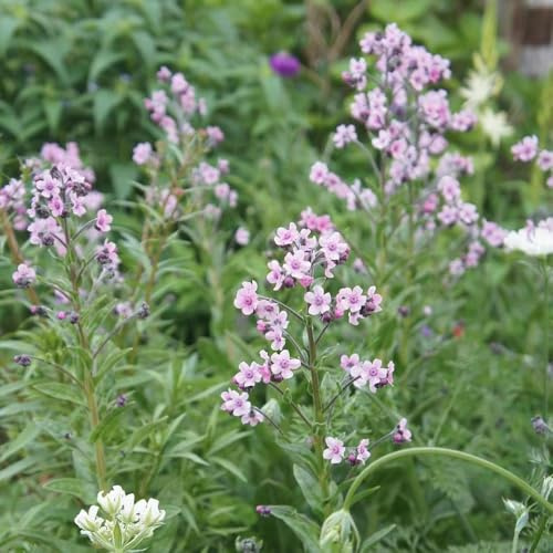 vergissmeinnicht seltene, wohnzimmer deko Vergissmeinnicht, blumensamen mehrjährig winterhart, balkonpflanzen kletterpflanzen 1000samen