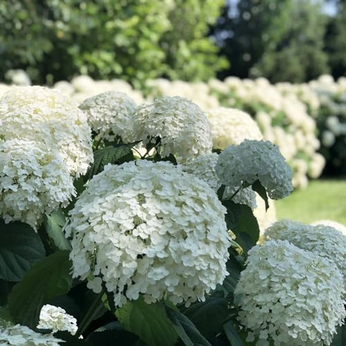 Incrediball® Hydrangea Perennial - Huge Flowers - 4 Pot - Proven Winners