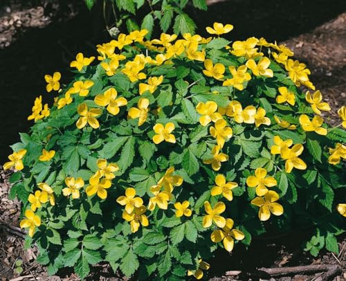 Hylomecon japonicum 9x9 cm Topf – Winterhart, Mehrjährig, Pflegeleicht – Japanischer Waldmohn – Staude für Schattenbeet & Unterpflanzung
