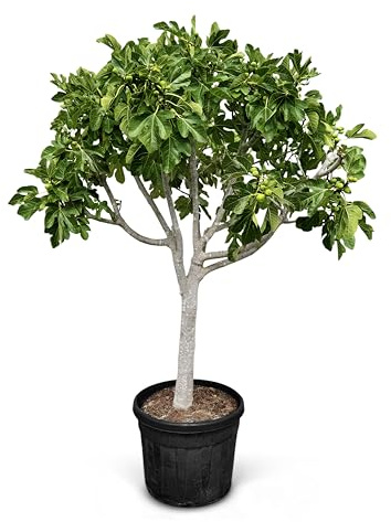 Figuier - 30 ans - Ficus Carcia - Arbres fruitiers - Brown Turkey - Figuier rustique - Jardin - 220 cm, pot compris