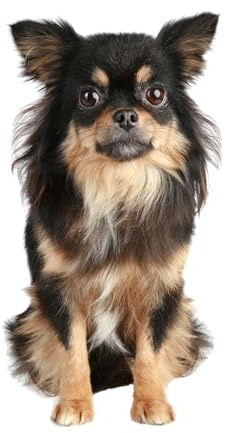 kleberio Aufkleber Long-Haired Chihuahua Hund selbstklebend Sticker Autoaufkleber Motorradhelm Dekoration Wohnwagen Heckscheibenaufkleber Car Set wetterfest 12 x 7 cm