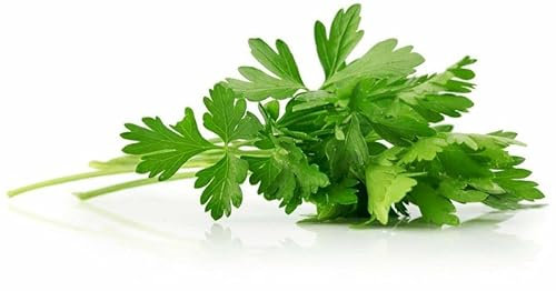 Semillas de Perejil Planta Comestible y Saludable Petroselinum Crispum