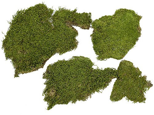 Plattenmoos 500 g, natur