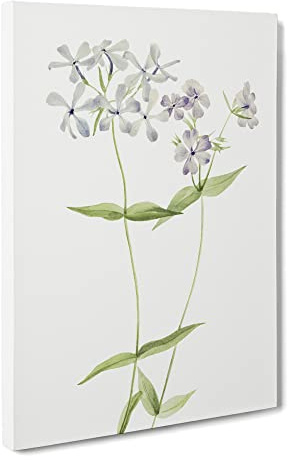 Blue Phlox Flowers By Mary Vaux Walcott Canvas Print | Gallery Wrapped 30mm Frame Wall Art | 24x16 inches | Ready to Hang | Retro Floral Picture | Living Room Bedroom Lounge Office