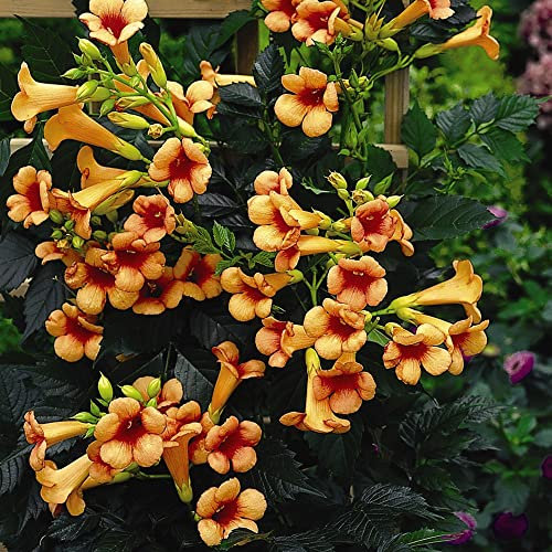 Campsis 'Indian Summer', Trumpet Vine, Garden Climbing Plant, Hardy Perennial, Drought Tolerant, Exotic Flowers, Ideal for Trellis, Fences and Walls, Supplied in 2-Litre Nursery Pot(s) by Suttons (1)