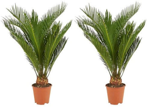 Bloomique - Set di 2 - Cycas revoluta - Palma di Sagò - Cicas - Pianta da interno - Molto facile da curare - Alte 40-50 cm - Vaso da 15 cm