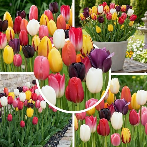 FLORIUM - Tulpenzwiebeln Darwin Hybrid Kollektion (25 Zwiebeln) | 5 Sorten/Farben | Tulpen Mischung aus Holland, Winterharte und mehrjährig Dekoration für Garten, Balkon und Blumenbeete (Keine Samen)