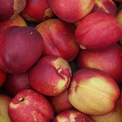 Rhonegold, Nektarine hellrotes Fruchtfleisch Buschbaum 100-120 cm, Prunus Pumila