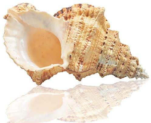 Stora naturliga snäckskal, Murex Ramosus-snäckskal, enorma havsskal, 18–20 cm, jumboskal, perfekt för bröllopsdekoration, strandtemafest, heminredning, gör-det-själv-hantverk, akvarium och