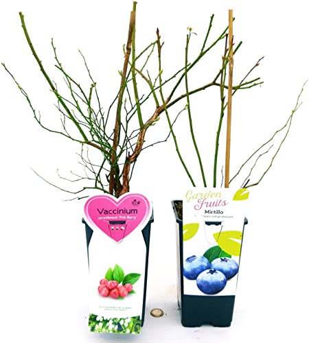 POWERS TO FLOWERS - VACCINUM CORYMBOSUM PINK BARRY, MIRTILLO ROSA e MIRTILLO GIGANTE AMERICANO, 2 PIANTE, piante vere