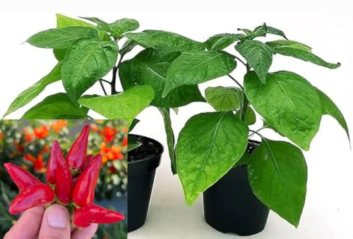 POWERS TO FLOWERS - PEPERONCINO PICCANTE FUOCO DELLA PRATERIA BIO, 2 PIANTE, Vaso 10cm, piante vere