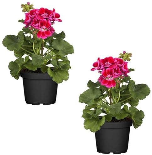 Geranio Zonal Rosa Oscuro - Pack 2 Plantas - Geranios Naturales de Colores Vistosos - Plantas de Temporada