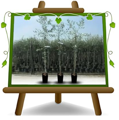 EURO PLANTS VIVAI Olivo Bella di Spagna Pianta da Frutto età 3 anni