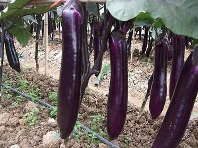 Buy4seeds Organic Aubergine Long Purple 50 Seeds Easy to Grow Garden Yard Patio