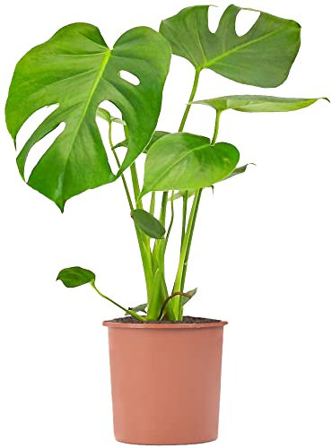 Monstera Deliciosa Swiss Cheese Plant - Air Purifying House Plant with Split Leaves - Live Tropical Monstera Plant for Indoor Home and Office (50-60cm)