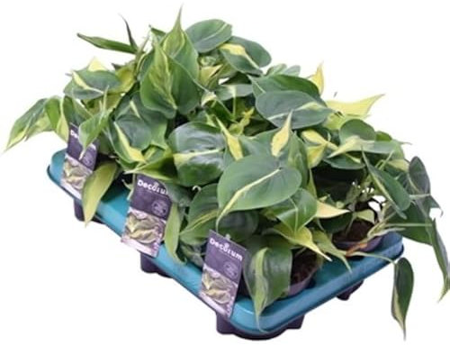 Philodendron scandens Philodendron hederaceum 'Brasil' - Easy to Care houseplant in 12 cm Pot