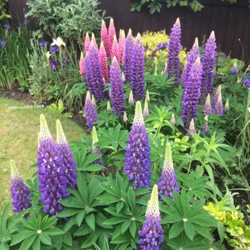 lupinensamen, mehrjährige winterhart balkon, bodendecker stauden 150pcs