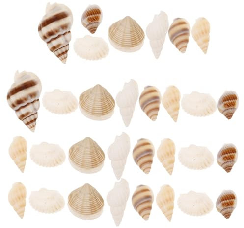 Cabilock 1 Schachtel Mini-Muscheln Meeresmuscheln kleine Muscheln Meeresspirale Muschel gemischte Strandmuscheln bastelbedarf bastelmaterial Meereszauber Muschel-Anhänger DIY-Schale Hülse