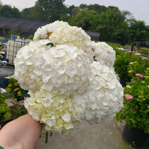 semi di ortensia resistenti, giardino, balcone, rampicante, 10pcs