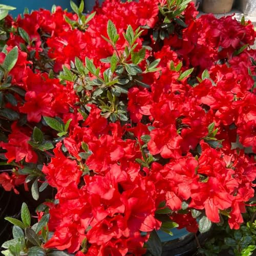 semillas resistentes de azalea Arbustos decorativos, perennes resistentes, rododendro balcón, cortadas Arbustos, para 50pcs