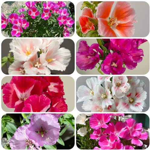 semillas de azalea de verano, balcón perennes resistentes azalea verano perennes jardín rocas resistentes raras, decoración sala 500pcs