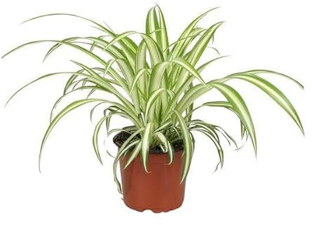 Chlorophytum - Diamètre : 12 cm - 25 cm