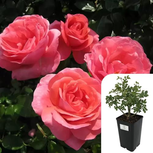 ‘Special Anniversary’ Hybrid Tea Rose – Fragrant Pink Potted Rose, RHS Award-Winning Garden Rosa, 3L Pot, Easy to Grow, Year-Round Planting