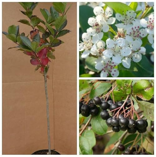Aronia Nero auf Stamm Schwarze Apfelbeere Beerenobststamm 80-120 cm