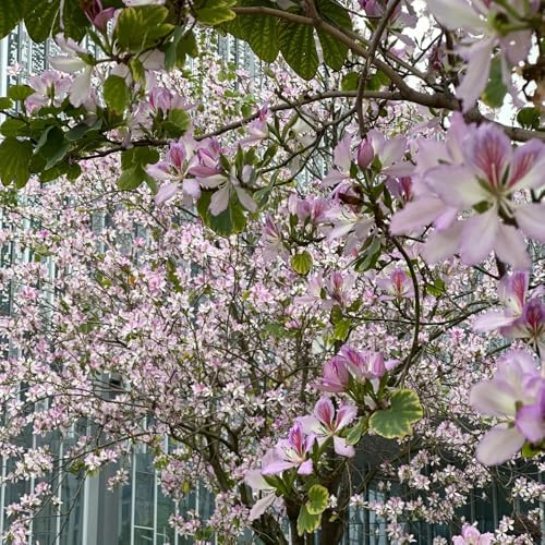 semi di orchidea, Bauhinia purpurea - esotiche arbusti resistenti decorazione da giardino per esterni arbusti per il giardino da roccioso 15pcs