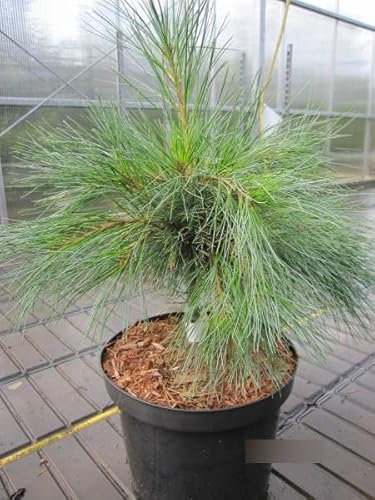 Pinus strobus Niagara Falls - Seidenkiefer Niagara Falls - 30-40