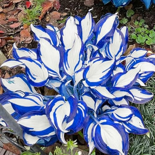 Hosta Rhizome/Winterhart/Perfekt als Gartendekoration/(NVNJHJN)-4 rhizome-C