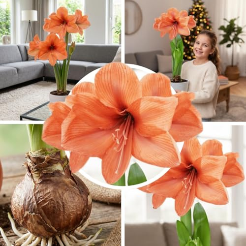 FLORIUM Amaryllis Zwiebel Orange Magic | 1 Blumenzwiebel in Großformat 26/30 | Exklusive Zwiebeln | Echte Pflanzen aus Holland | Hippeastrum