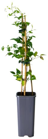 mgc24 Kletterpflanze Clematis viticella Italienische Waldrebe im 2l-Container 1 Pflanze