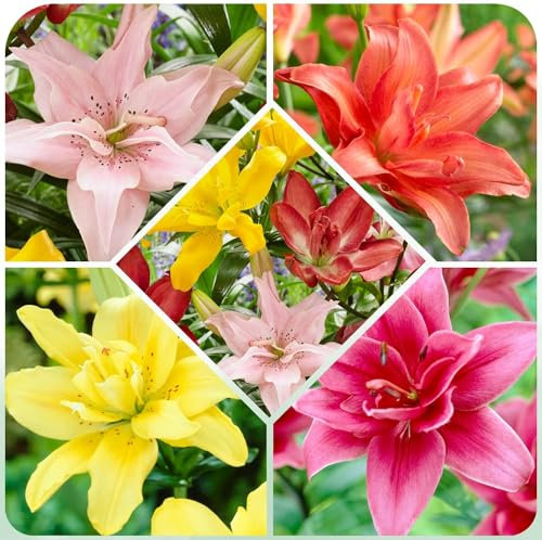 Bulbi Fiori Perenni da Esterno - 15 Bulbi di Gigli Asiatici Foulded - Mix di 5 varietà e colori - Piante e Fiori Esclusivi dall’Olanda - per giardino (grandi bulbi, non semi, non artificiali)