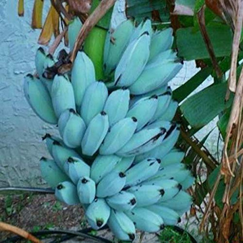 Generic Fresh 100 Pcs Banana Fruit Seeds for Planting Blue