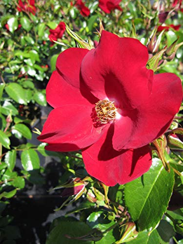 Baumschule Pflanzenvielfalt Rosa Apache® - Bodendecker-Rose Apache®