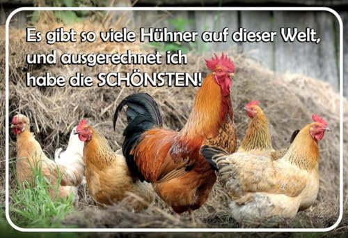 mrdeco Holz Schild 12x18cm Die Schönsten Hühner Huhn Hahn Sprüche Holzschild