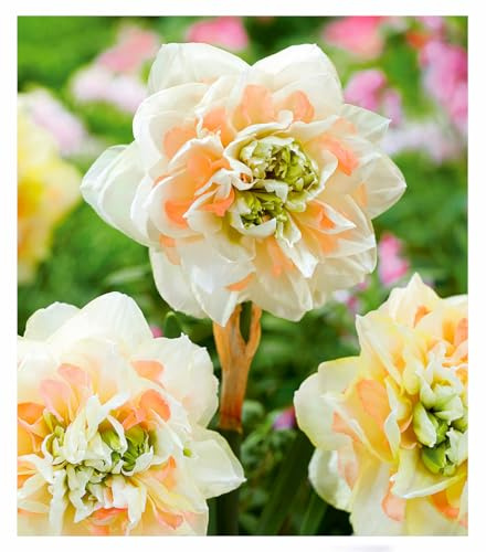 BALDUR Garten 8x Narzisse 'Pom Pom Rose', Zwiebeln mit Umfang 12-14 cm | mehrjährig, winterhart, pflegeleicht, riesige, gefüllte Blüten, kräftige Stiele, umwerfendes Farbspiel, Schnittblume