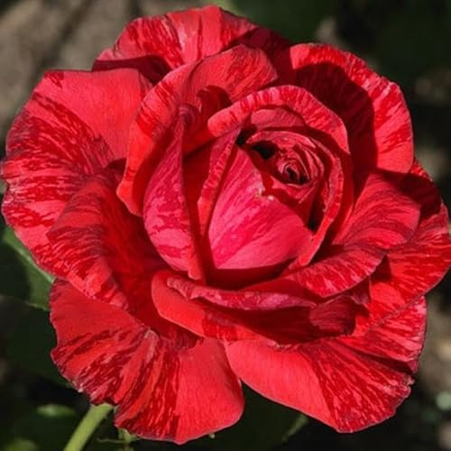 Red Intuition®, rosa viva di Rose Barni®, rosa in vaso rifiorente, medio profumo dai fiori grandi di colore rosso screziato, cod. 71002